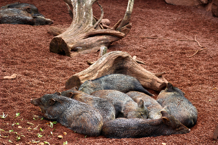 Sleeping Peccaryの写真素材