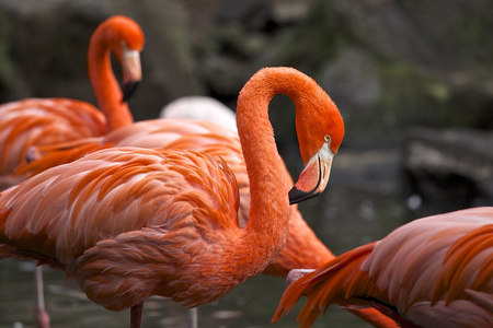 Flamingo close up.の写真素材