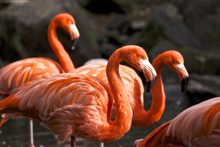 Flamingoの写真素材