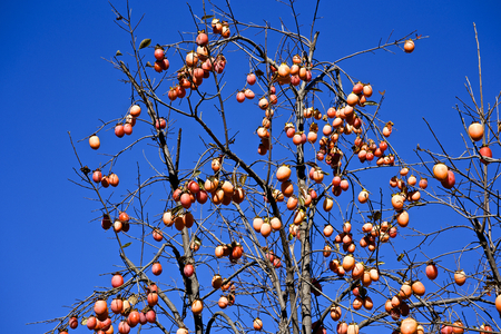 Japanese persimmon tree with fruitsの写真素材
