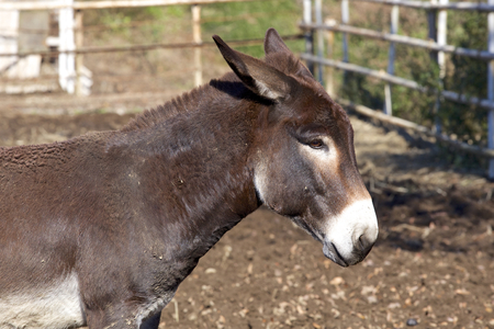 Donkeyの写真素材