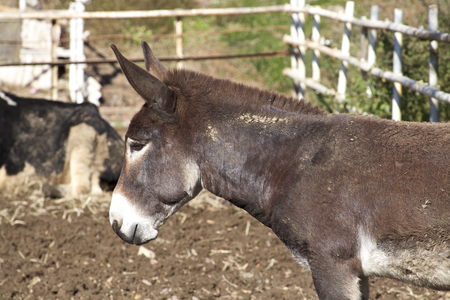 Donkeyの写真素材