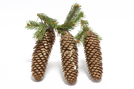 Fir Tree Seed decorationの写真素材