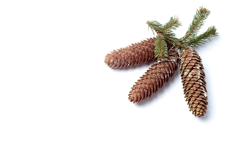 Fir Tree Seed decorationの写真素材