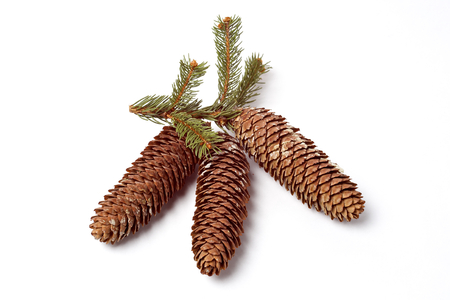Fir Tree Seed decorationの写真素材