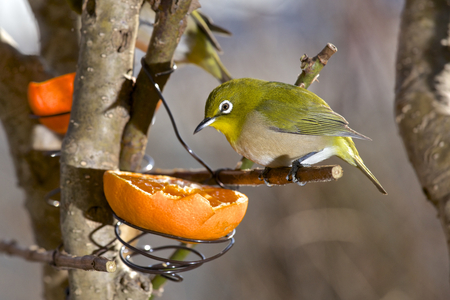 White eye to eat mandarin orangeの写真素材