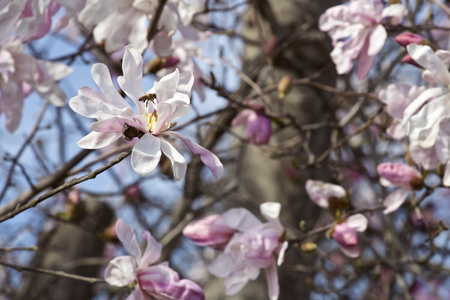 Kobushi magnoliaの写真素材