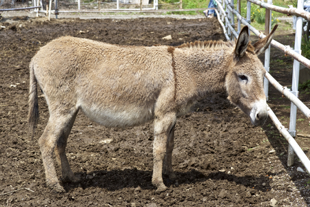Donkey in farmの写真素材