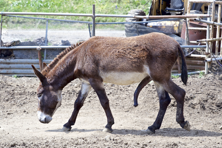 Donkey in farmの写真素材