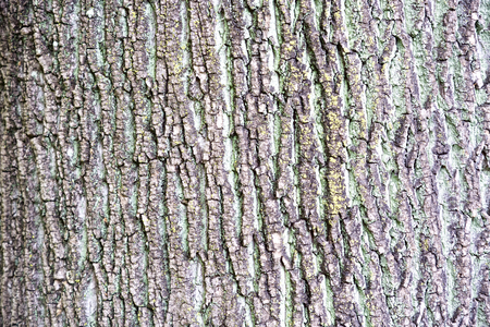 Bark of camphor tree