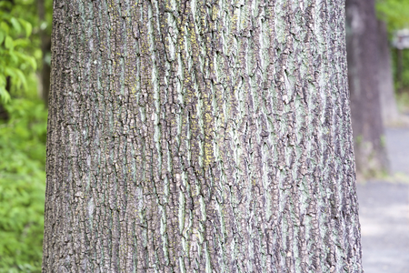 Bark of camphor treeの写真素材