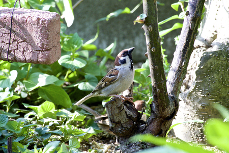 Sparrowの写真素材