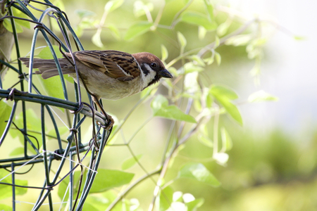 Sparrowの写真素材