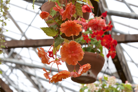 Hanging  begoniaの写真素材