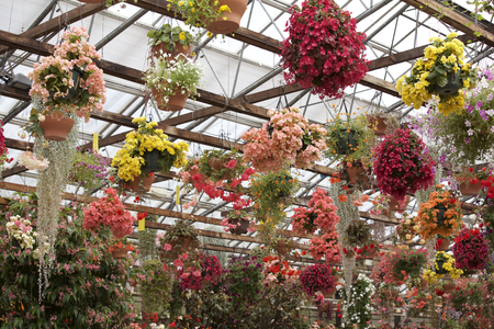 Hanging  begoniaの写真素材