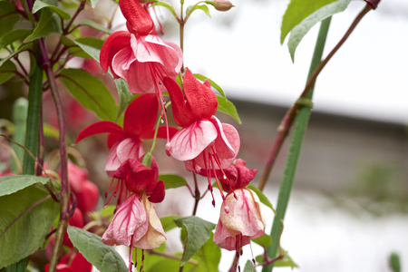 Fuchsia in gardenの写真素材