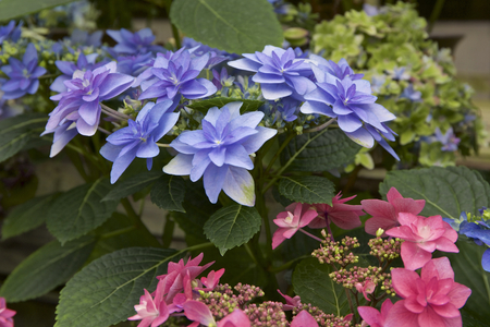 Hydrangea in gardenの写真素材