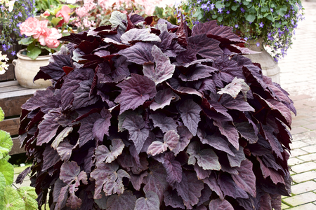 Begonia leafの写真素材