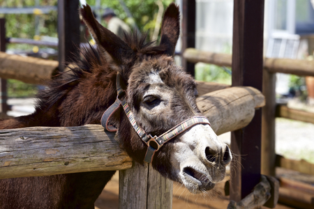 Donkeyの写真素材