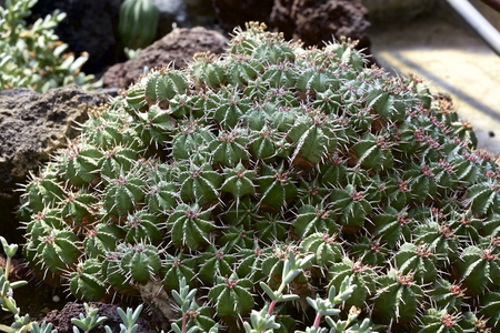 Cactus background.の写真素材