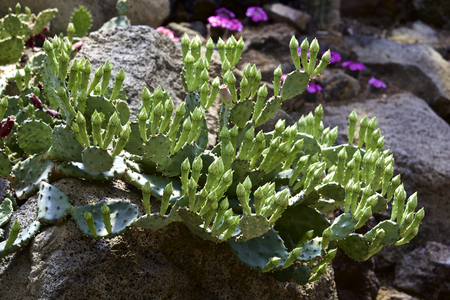 Cactus background.の写真素材