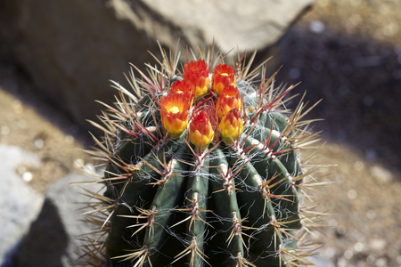 Cactusの写真素材