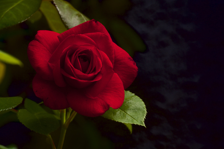 Red velvet rose in gardenの写真素材