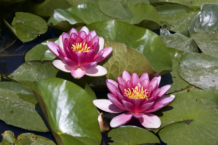 Pink water lilyの写真素材