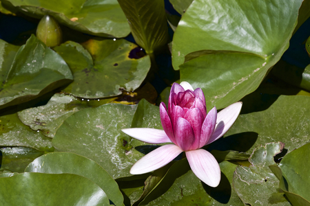 Water lilyの写真素材