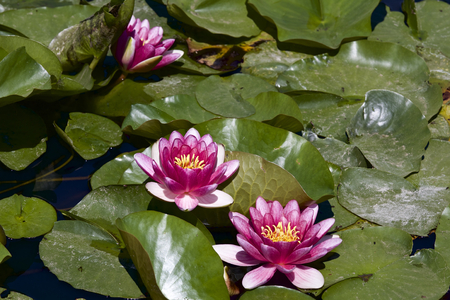Water lilyの写真素材