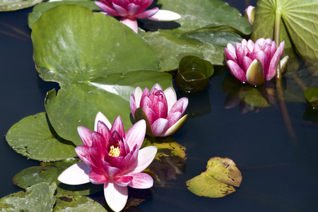 Water lilyの写真素材