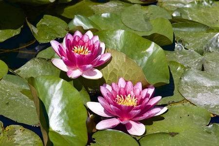 Water lilyの写真素材