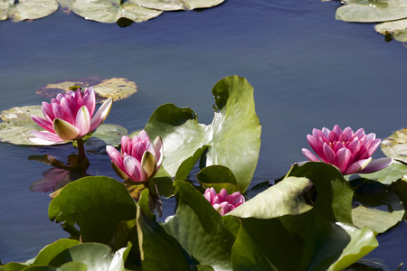 Water lilyの写真素材
