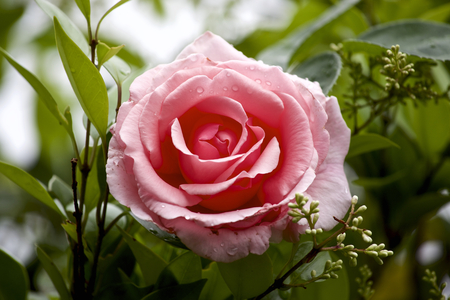 Pink rose in gardenの写真素材