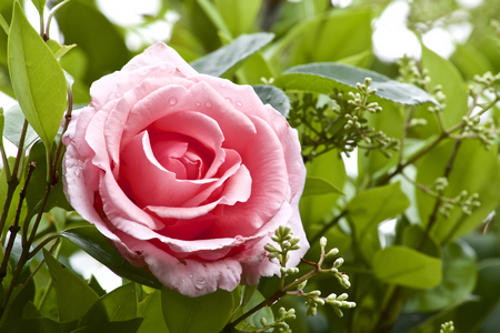 Pink rose in gardenの写真素材