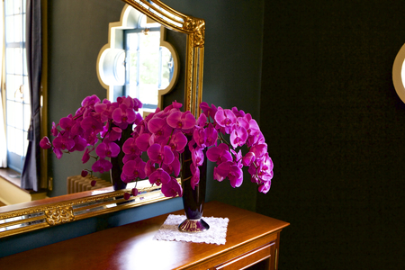 Orchid roomの写真素材