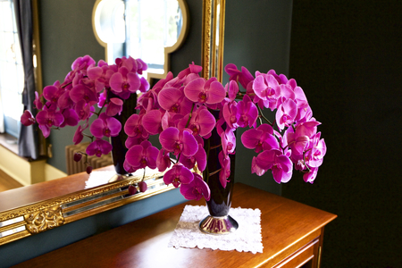 Orchid roomの写真素材