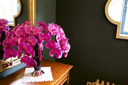 Orchid roomの写真素材