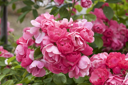 Cup blooms pink rose in gardenの写真素材