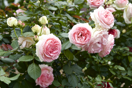 Cup blooms pink rose in gardenの写真素材