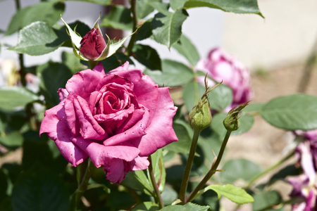 Rose in gardenの写真素材