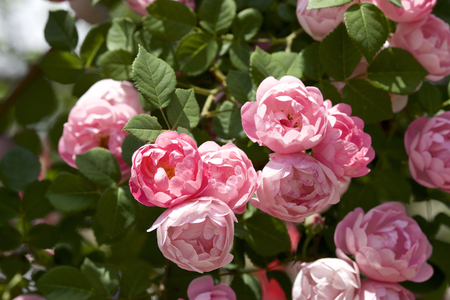 Cup blooms pink rose in gardenの写真素材