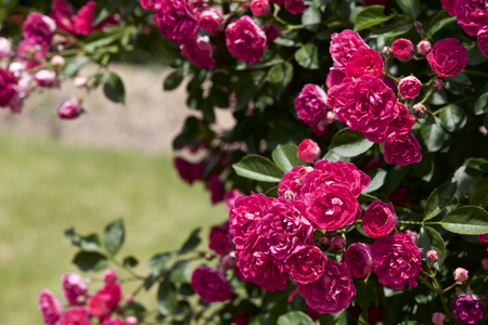 Rose in gardenの写真素材