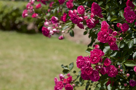 Rose in gardenの写真素材