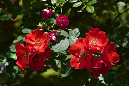 Rose in gardenの写真素材