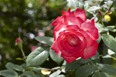 Rose in gardenの写真素材