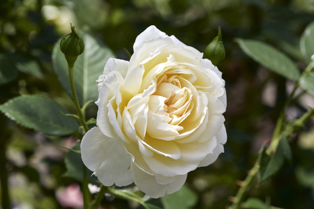 Rose in gardenの写真素材