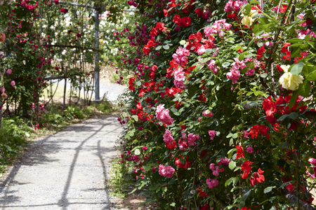 Path of roseの写真素材