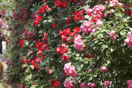 Path of roseの写真素材