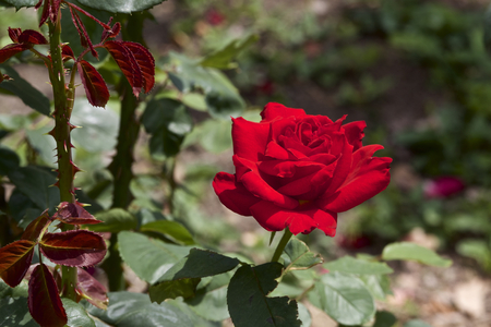 Rose in gardenの写真素材